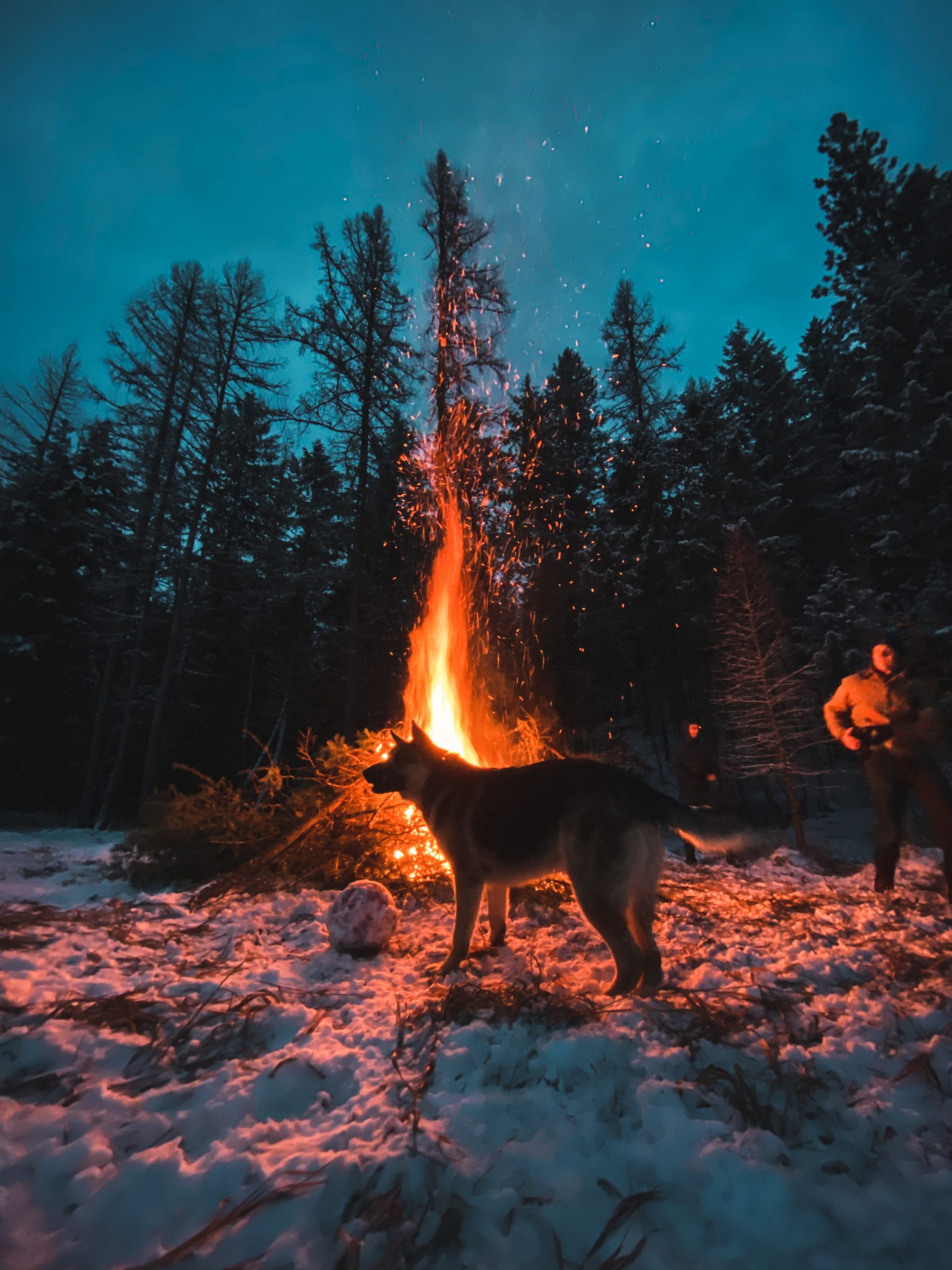 Dog at a campfire